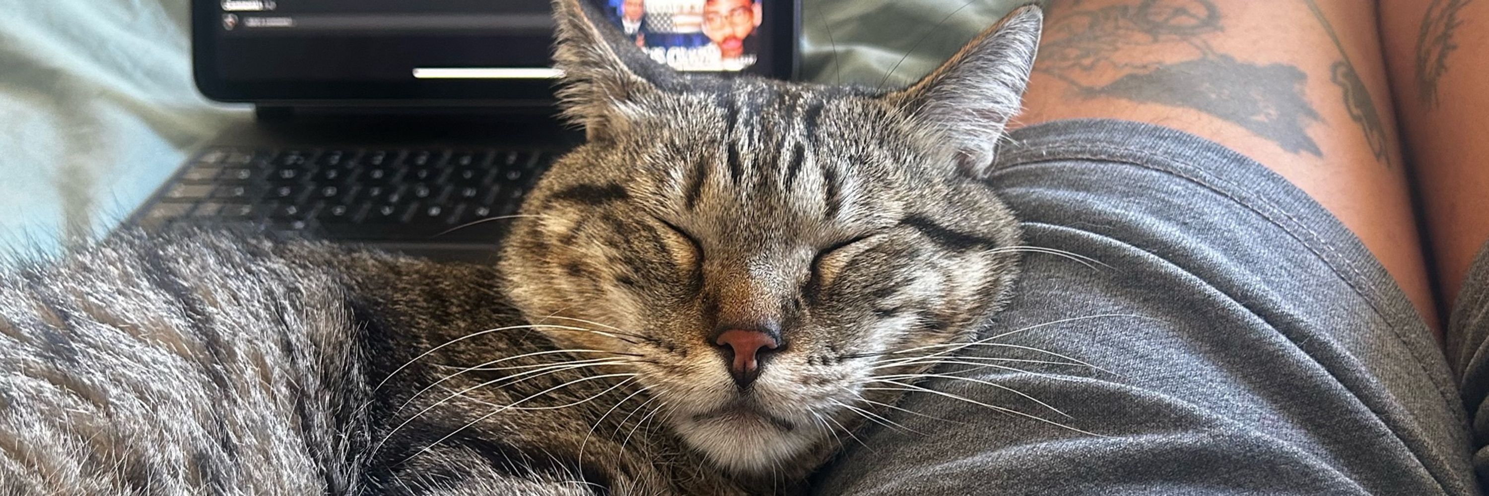 Fuego The Cat
