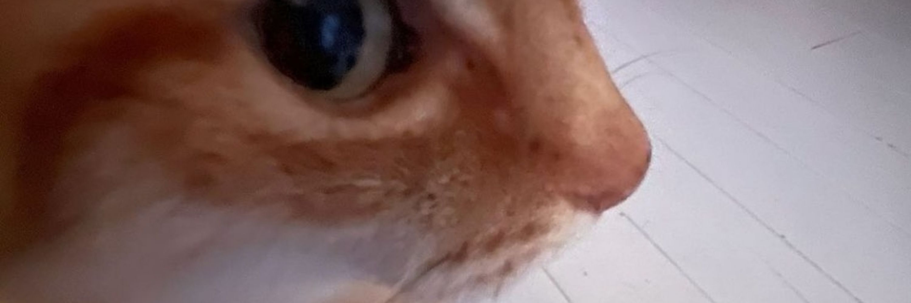 Cheeto Static