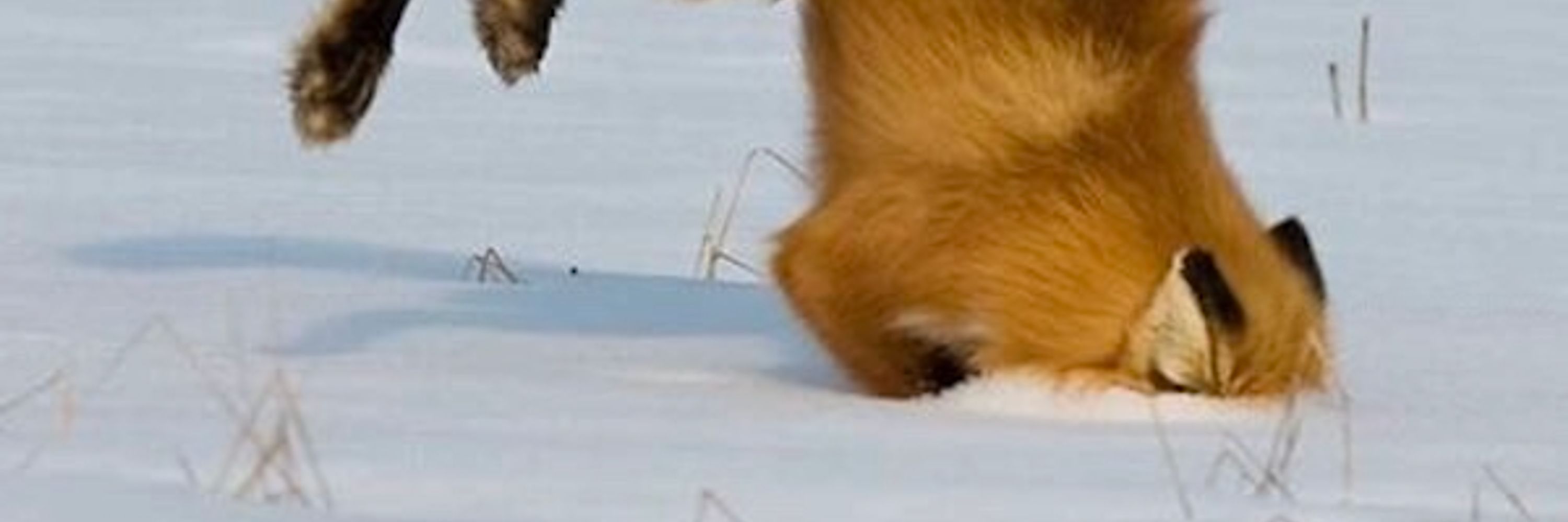 Proxfox Virtual Environment 🦊