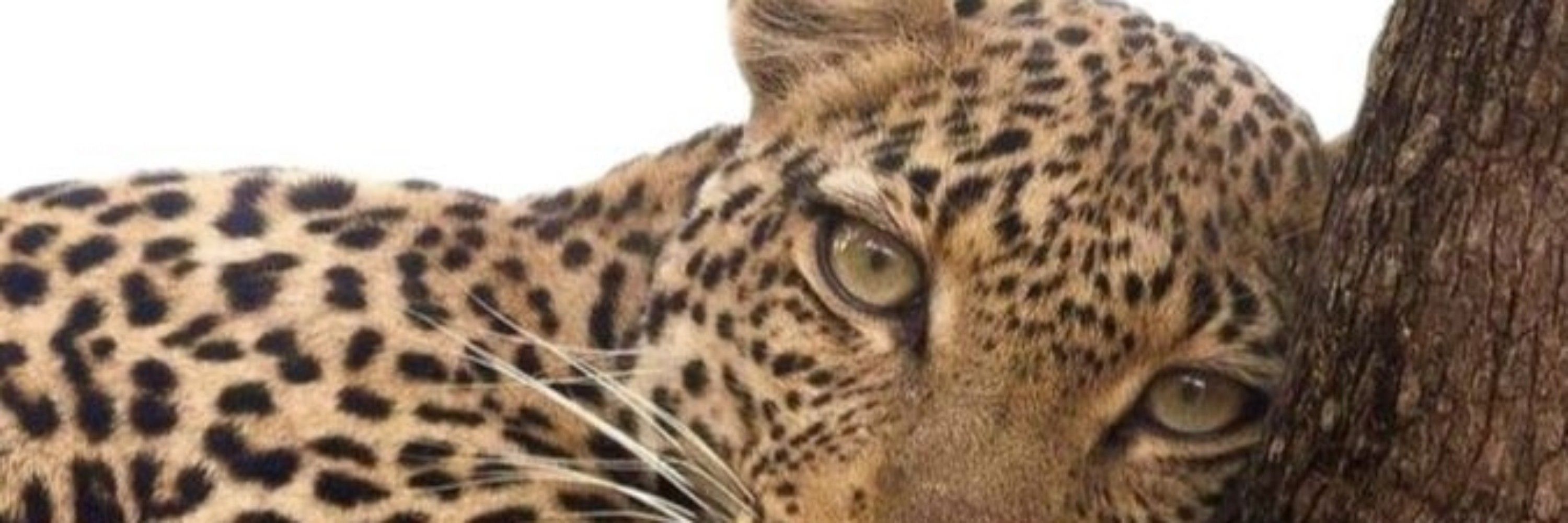 giu 🐆