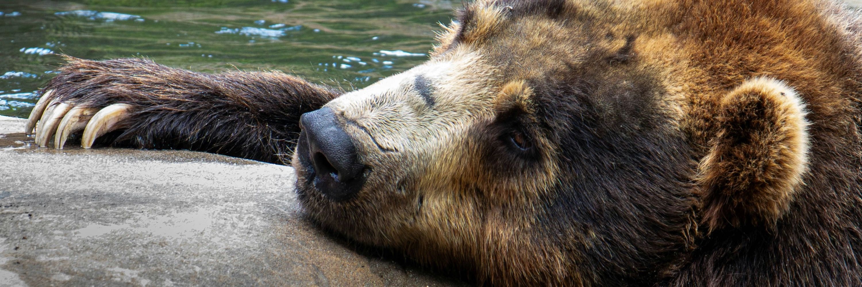 Later Bear