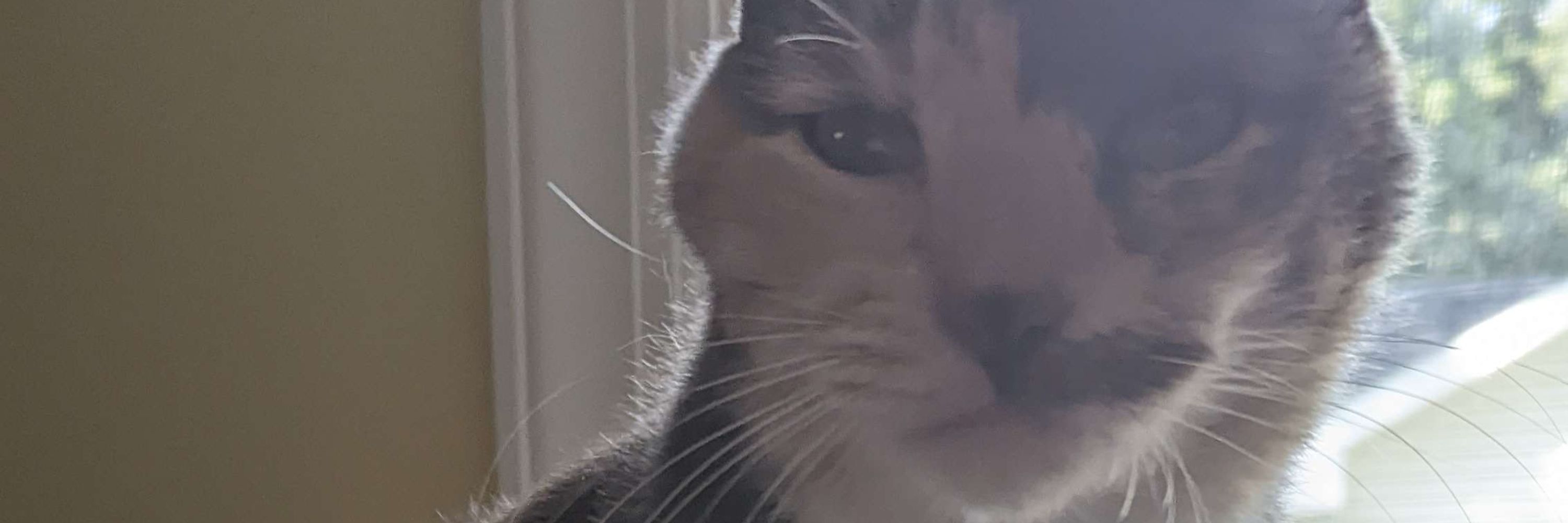 finn