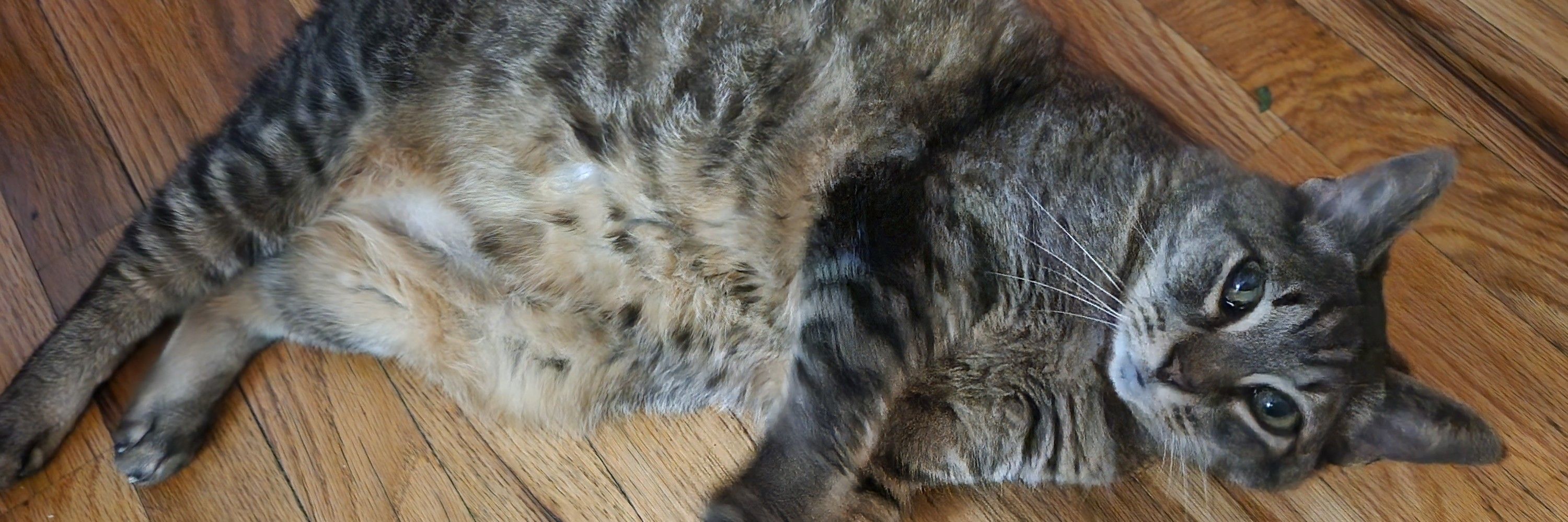 Shrimps is Bugs