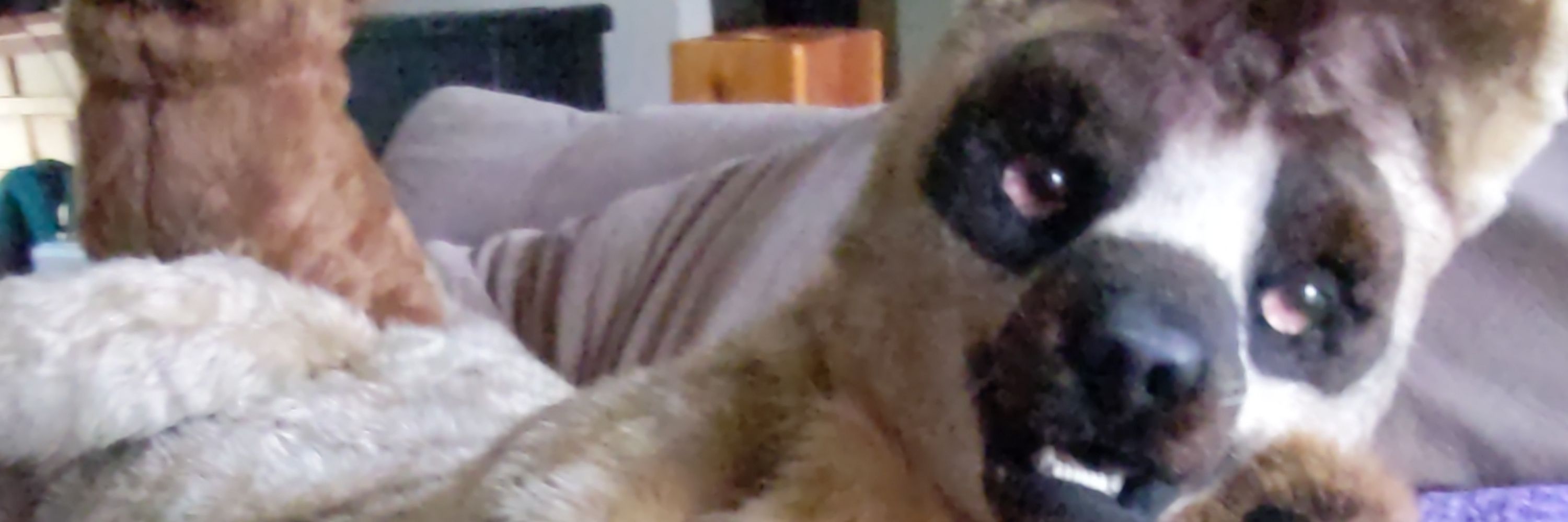 Max The Pine Marten