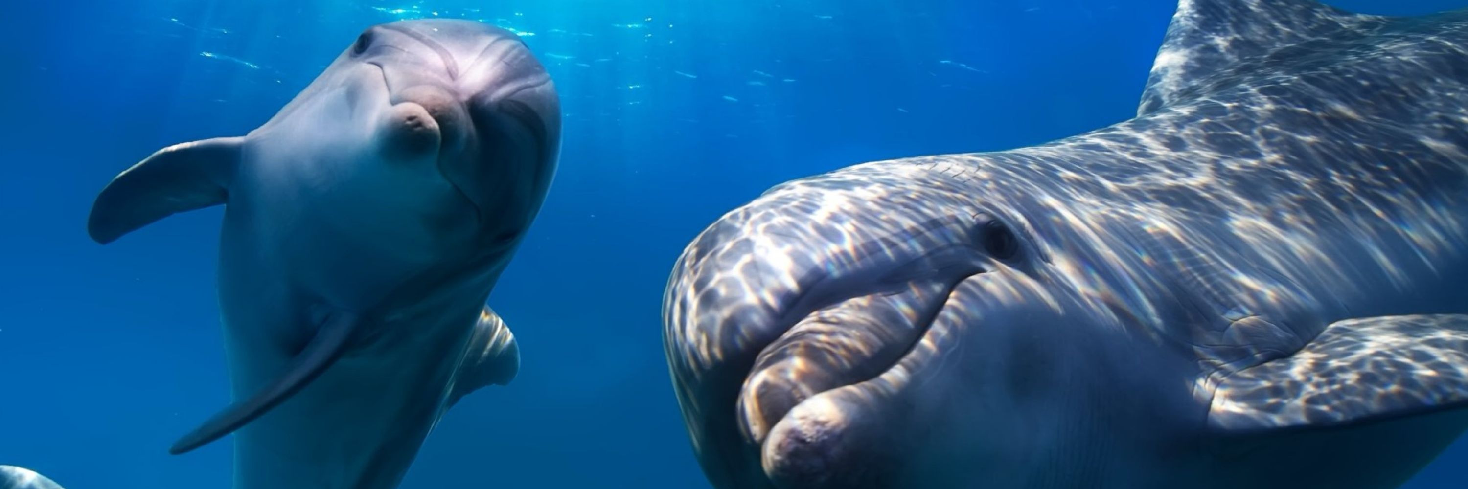 Dolphin