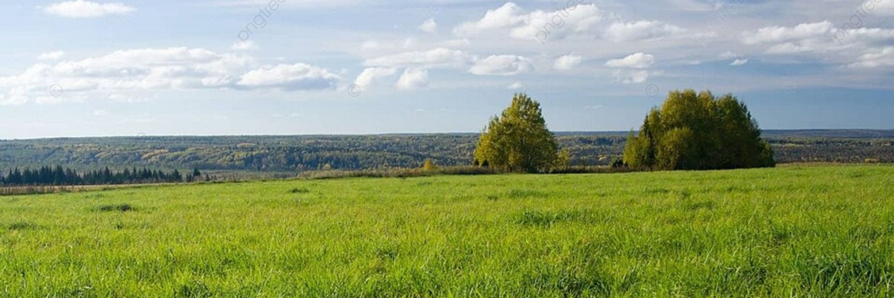 La bercianilla