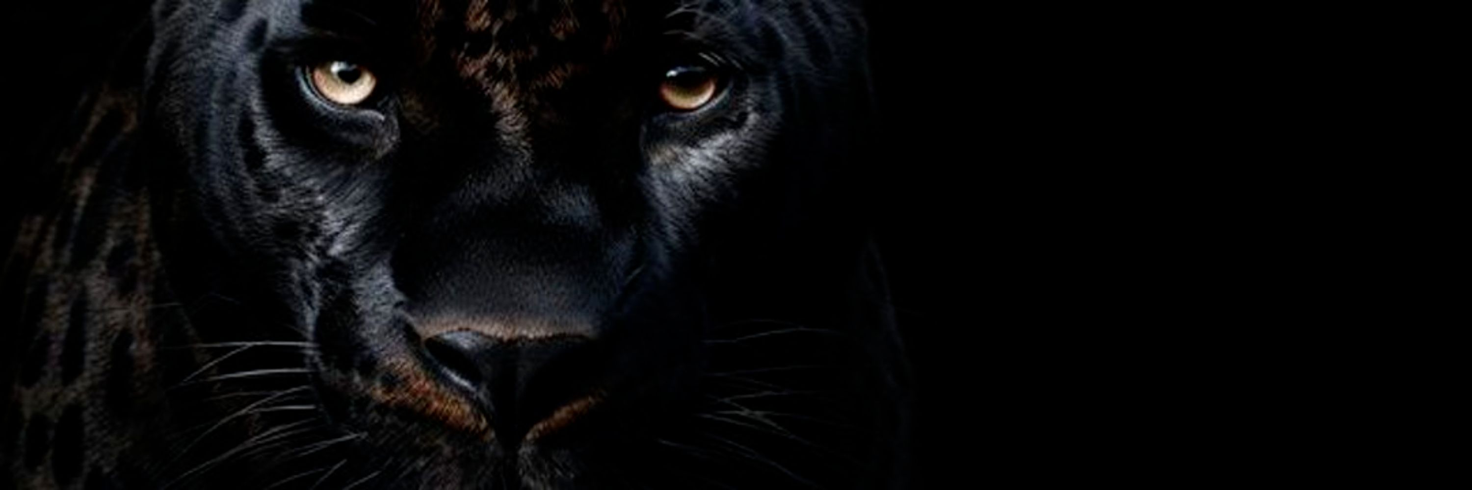 Predator