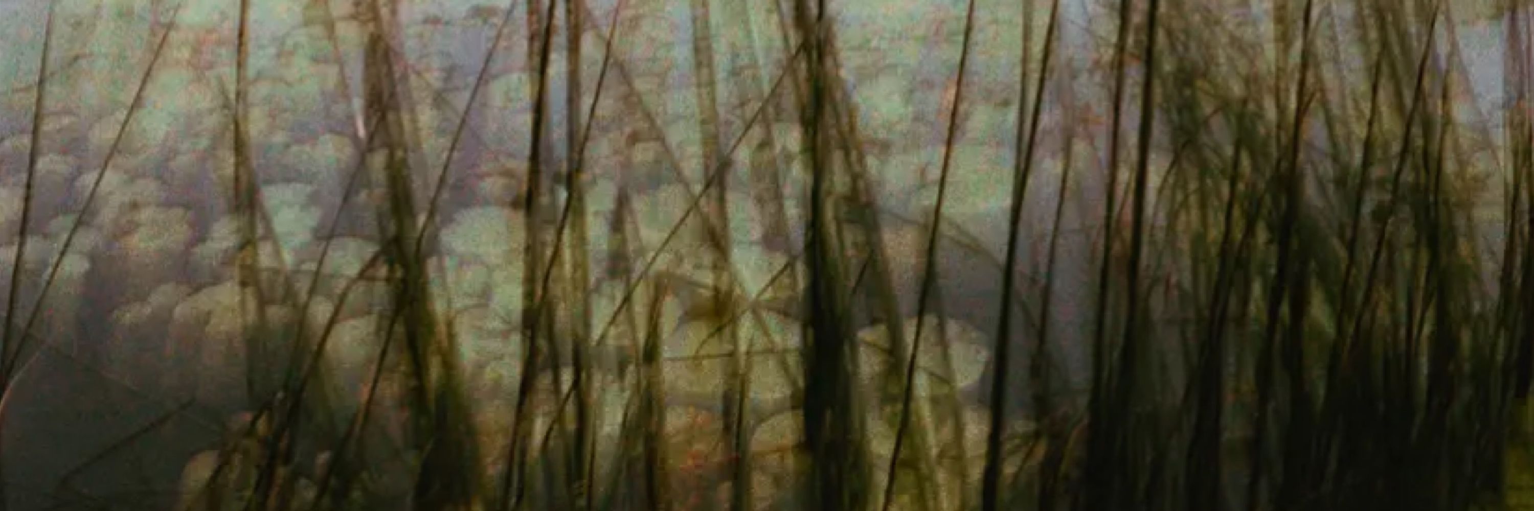 江芳 「 Jiāng Fáng 」