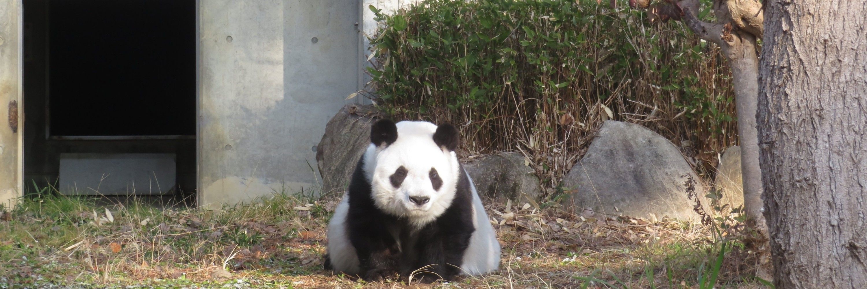 ぱんたすおん