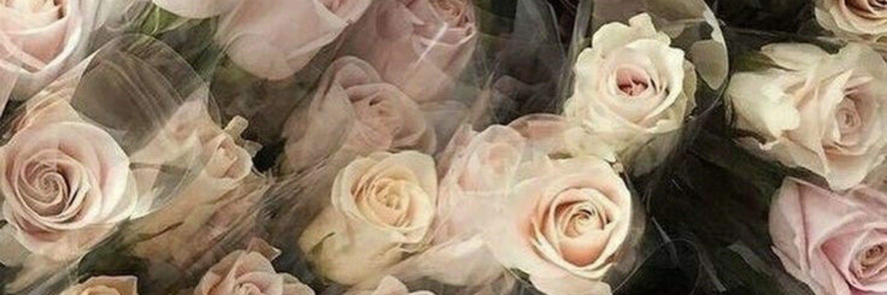Cherry_Rossess