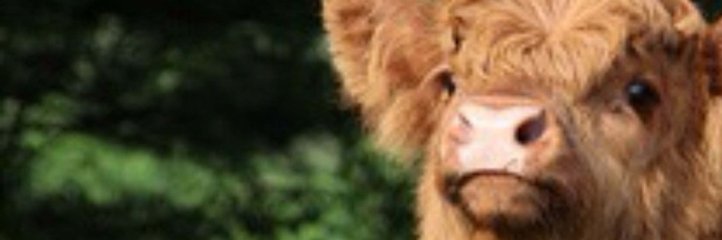 Chief Beef 🔜 Furpoc '25