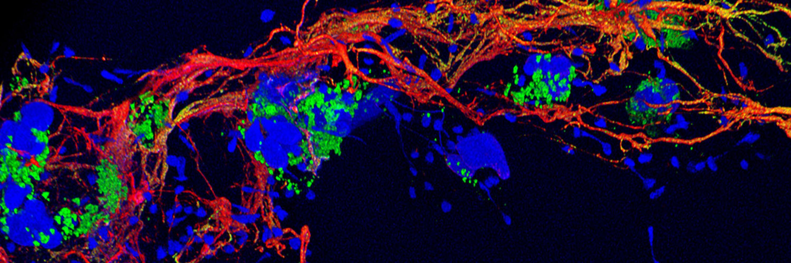 Max Planck Institute for Infection Biology
