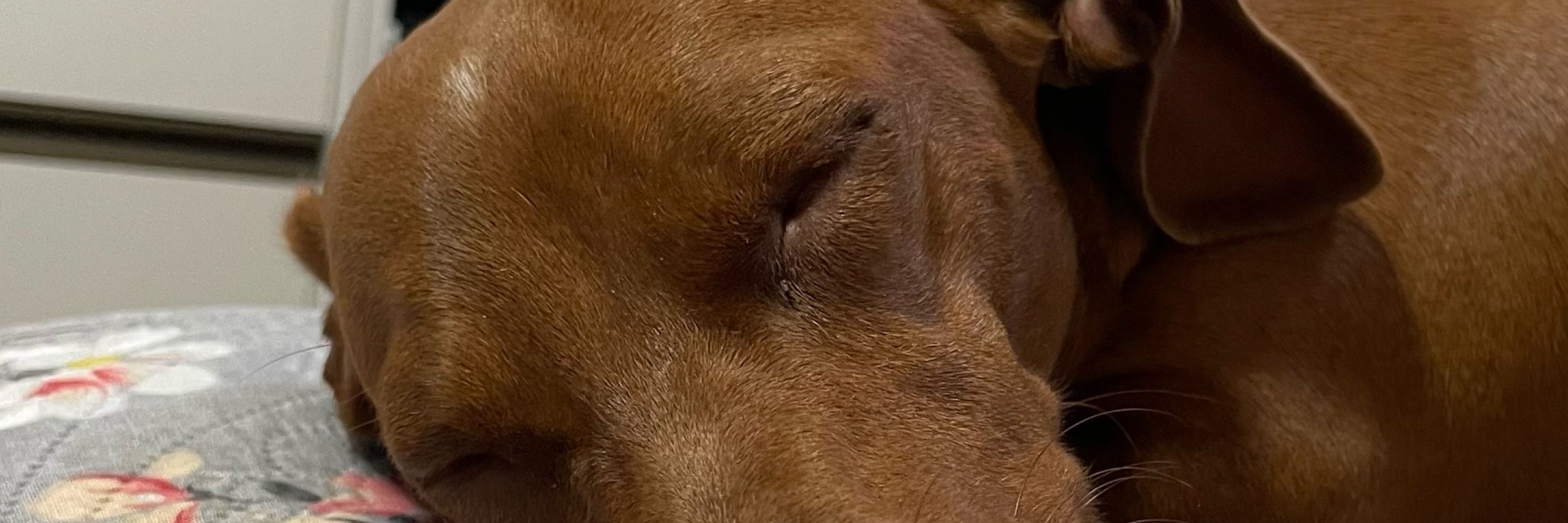 ju