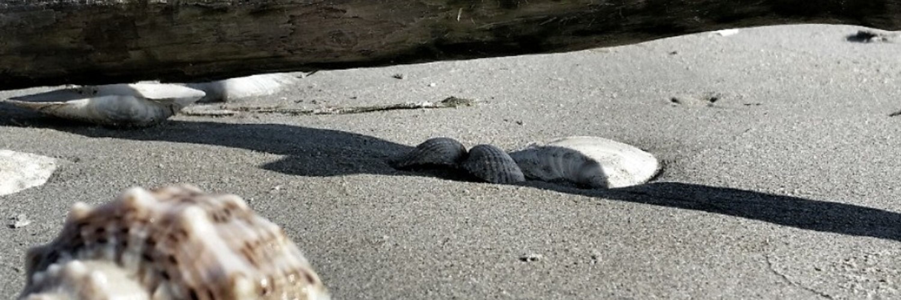 Sea Slug of Doom