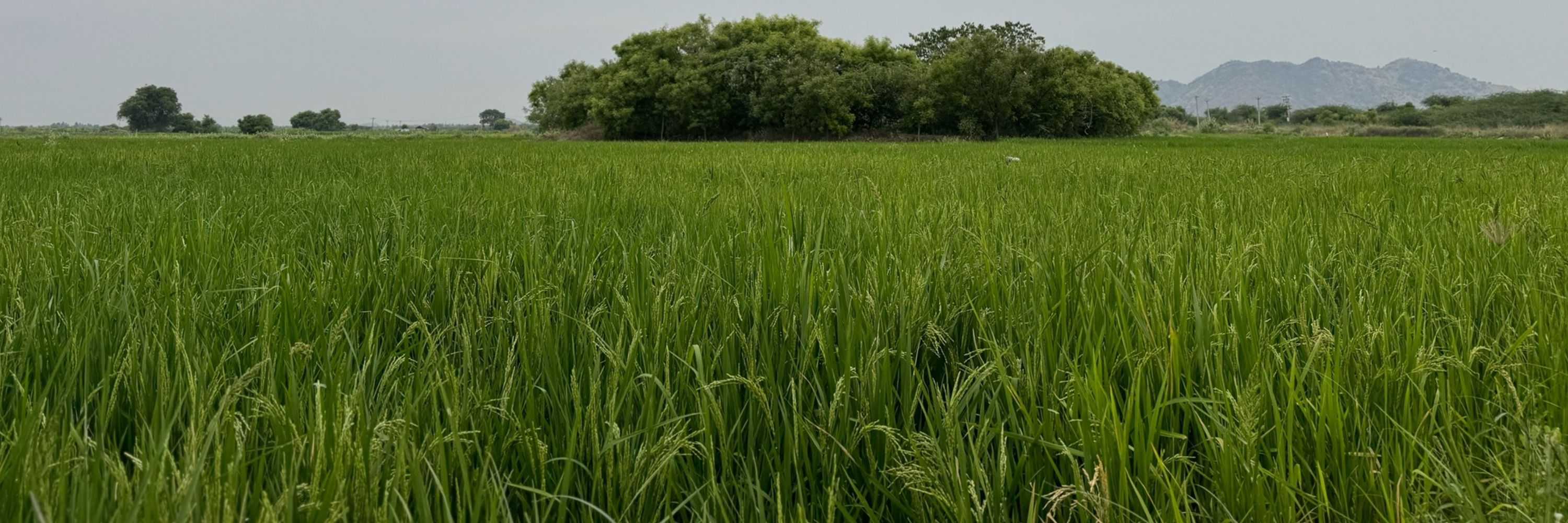 Mani Ravi