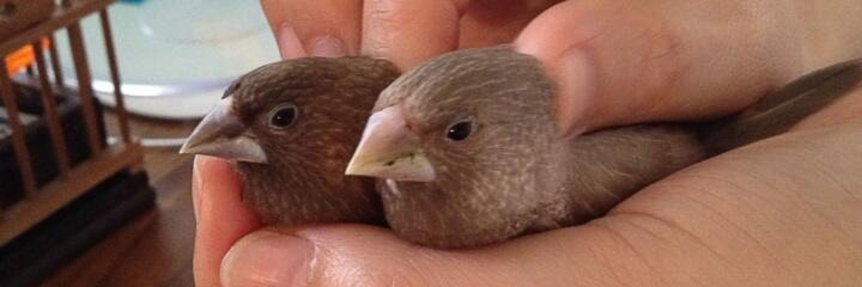 たっちーちょし