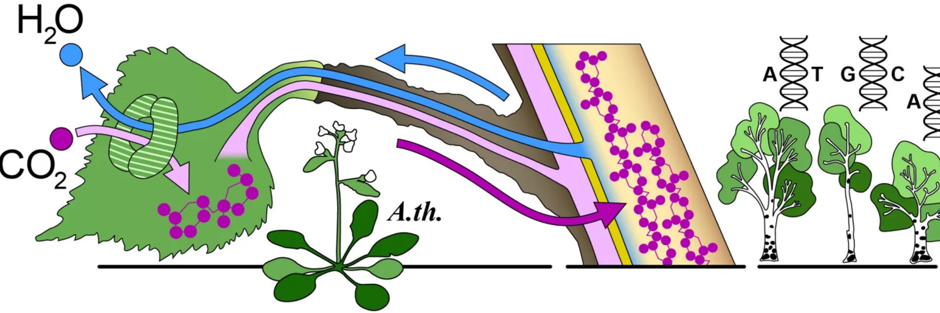 Center of Excellence in Tree Biology