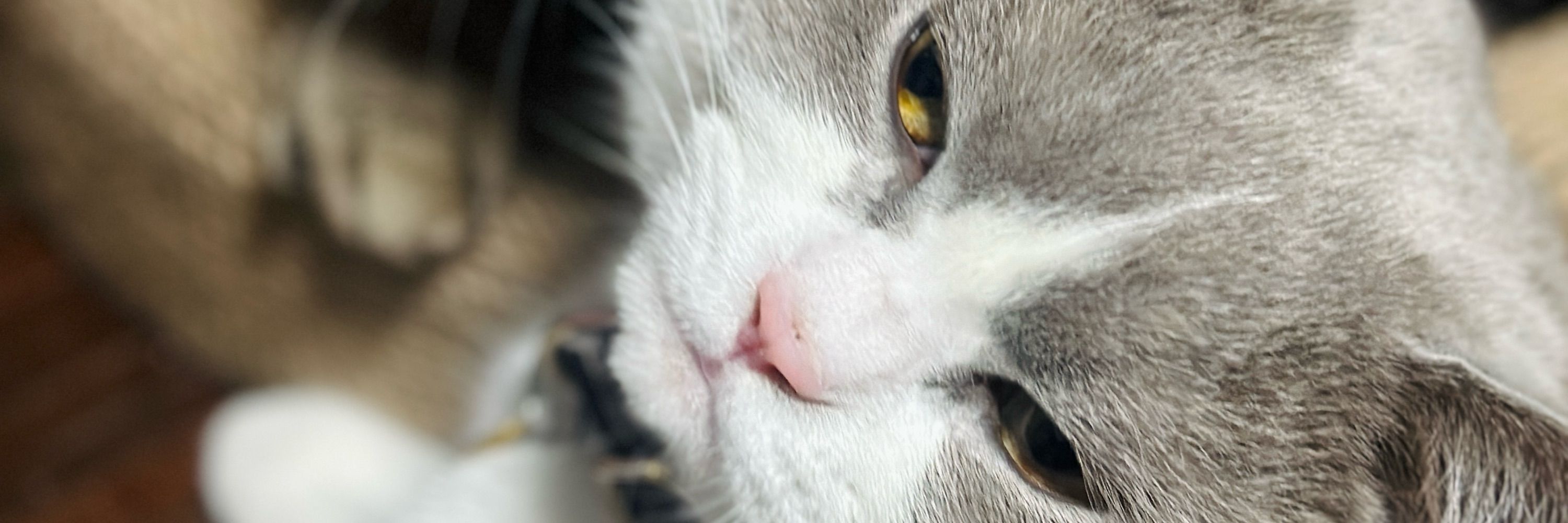 Joob