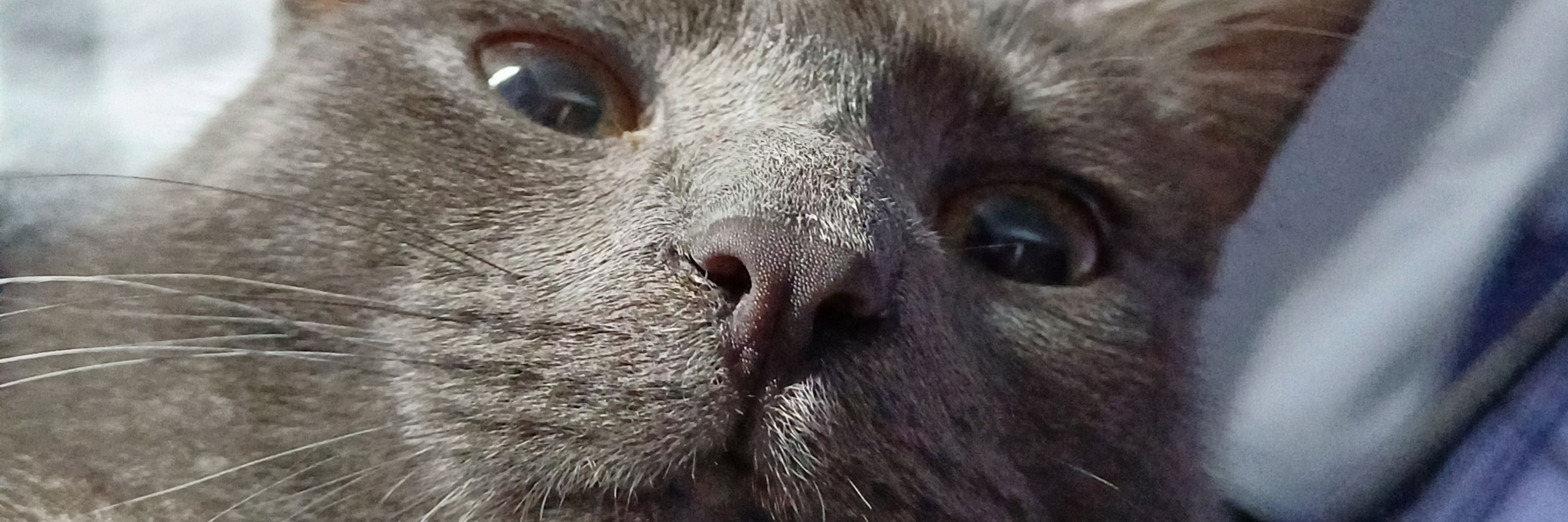 Undead Kitty