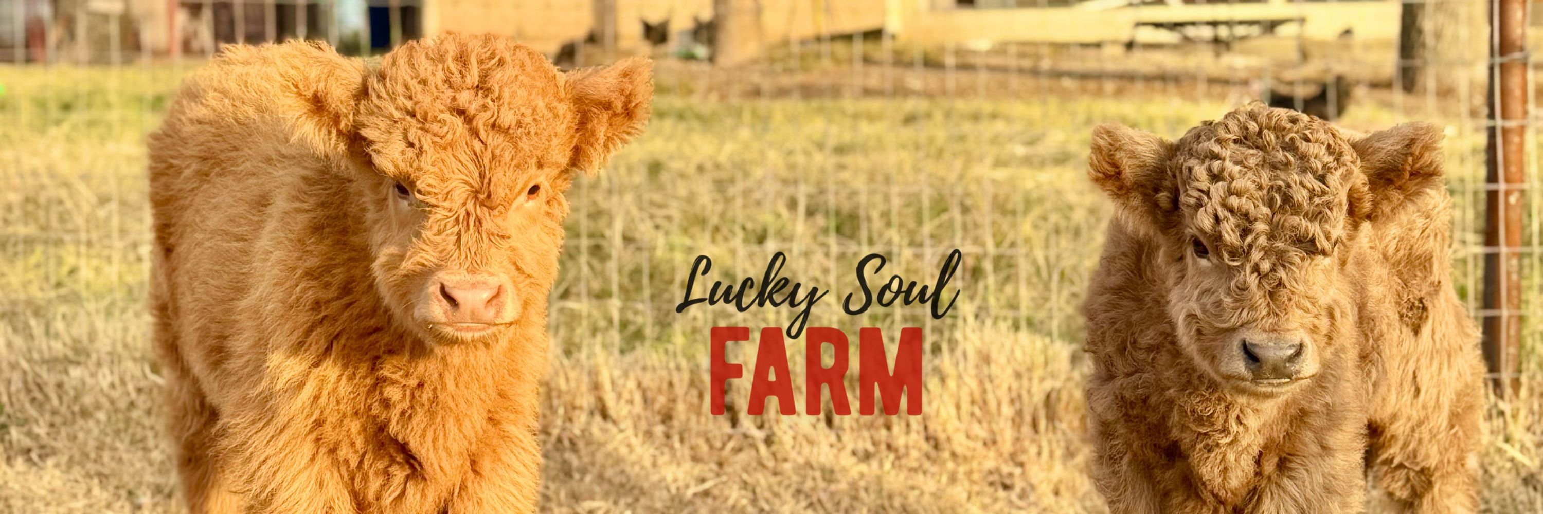 Lucky Soul Farm