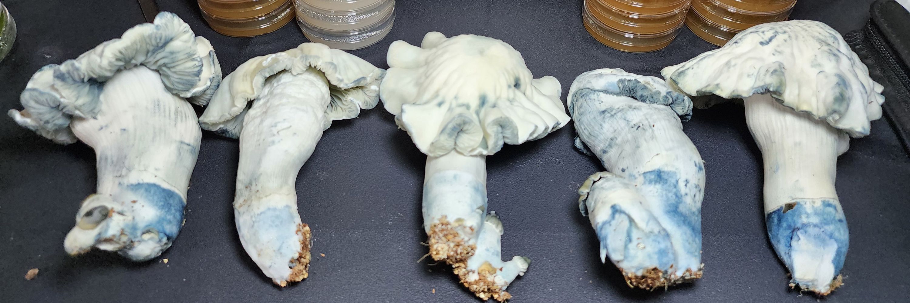 Alexandria Mycelial Fungal