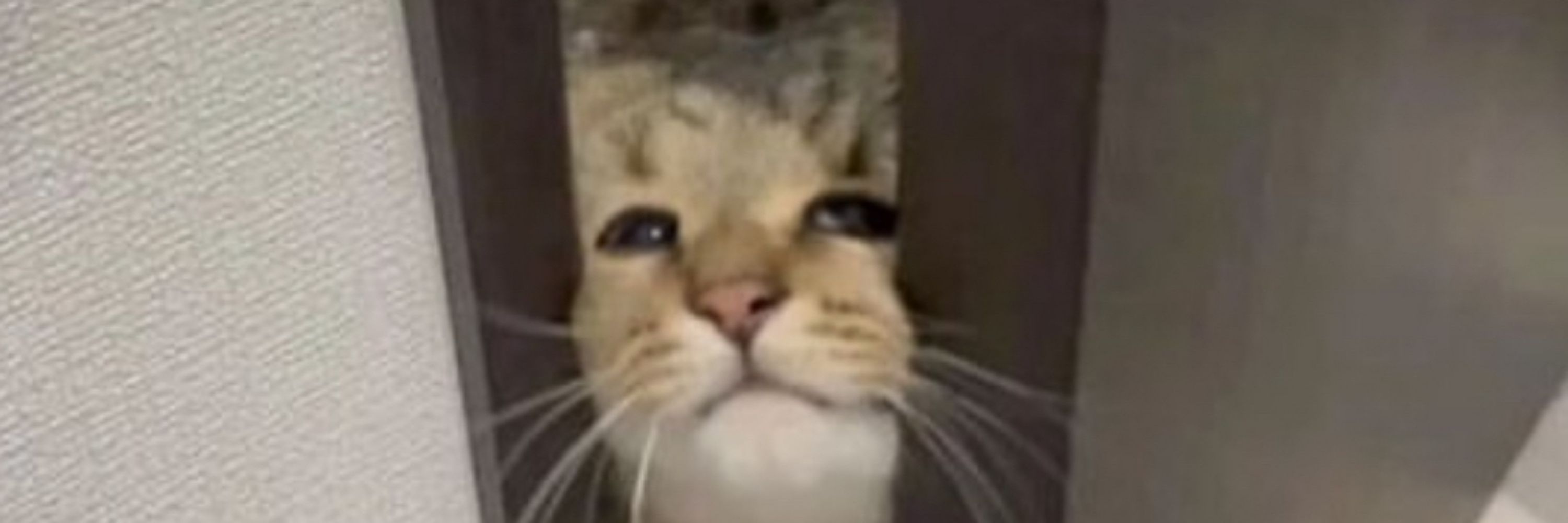 wrenfloof