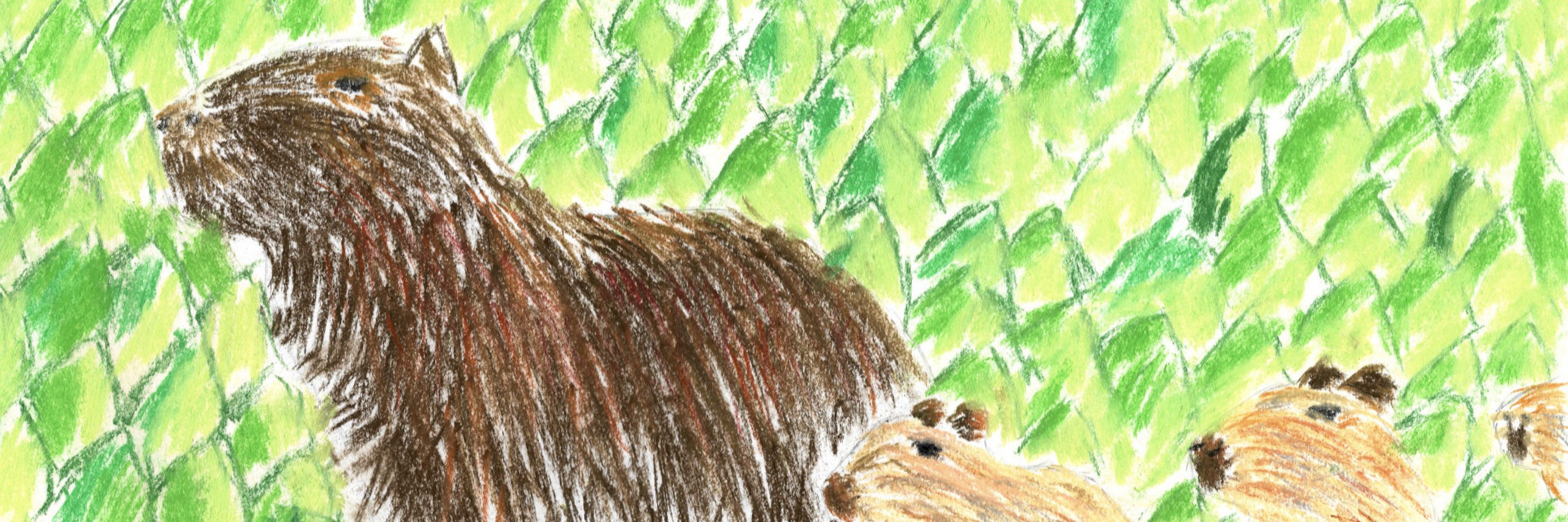 Cowardly Capybara