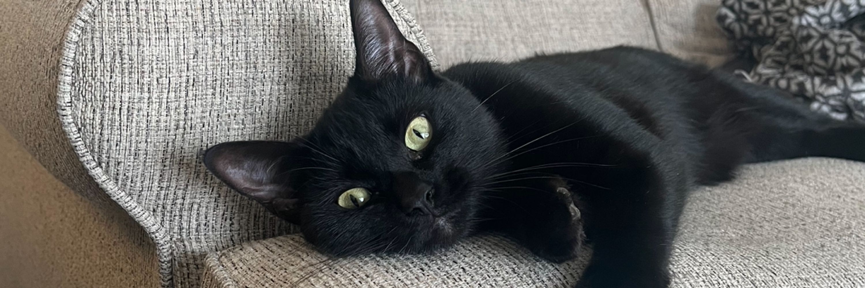 Katii Firecat