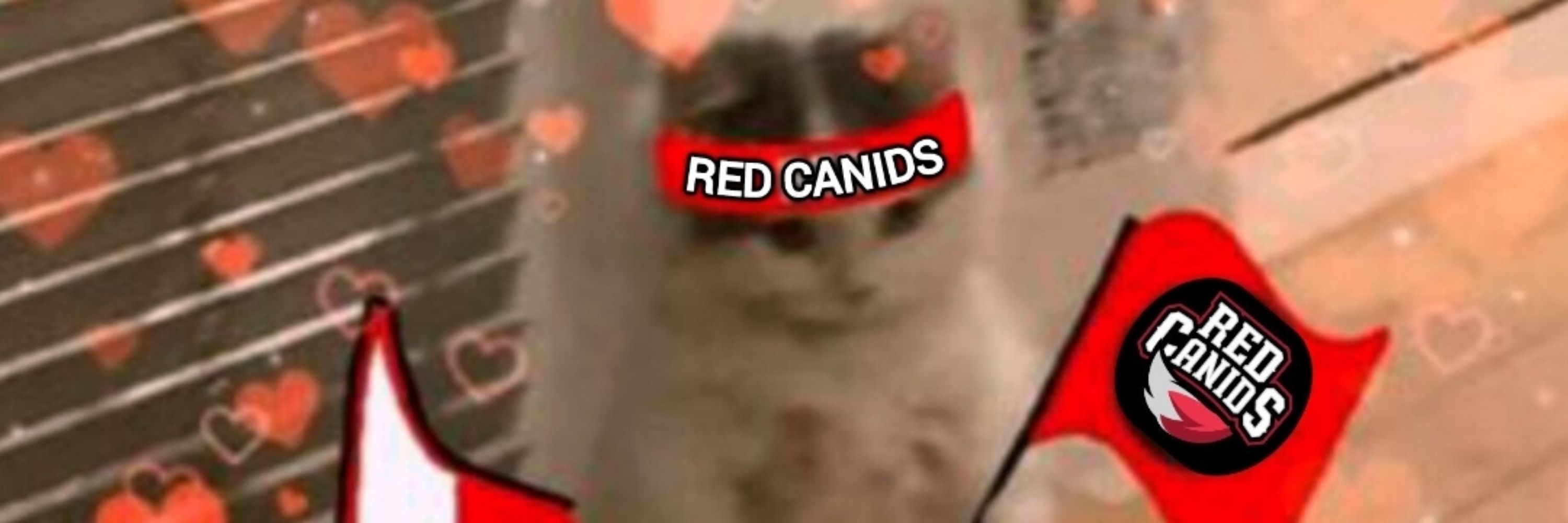 RED Thamy