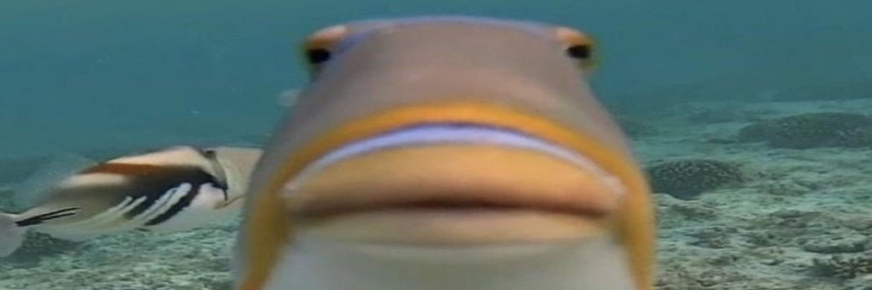 TeraDuck 
