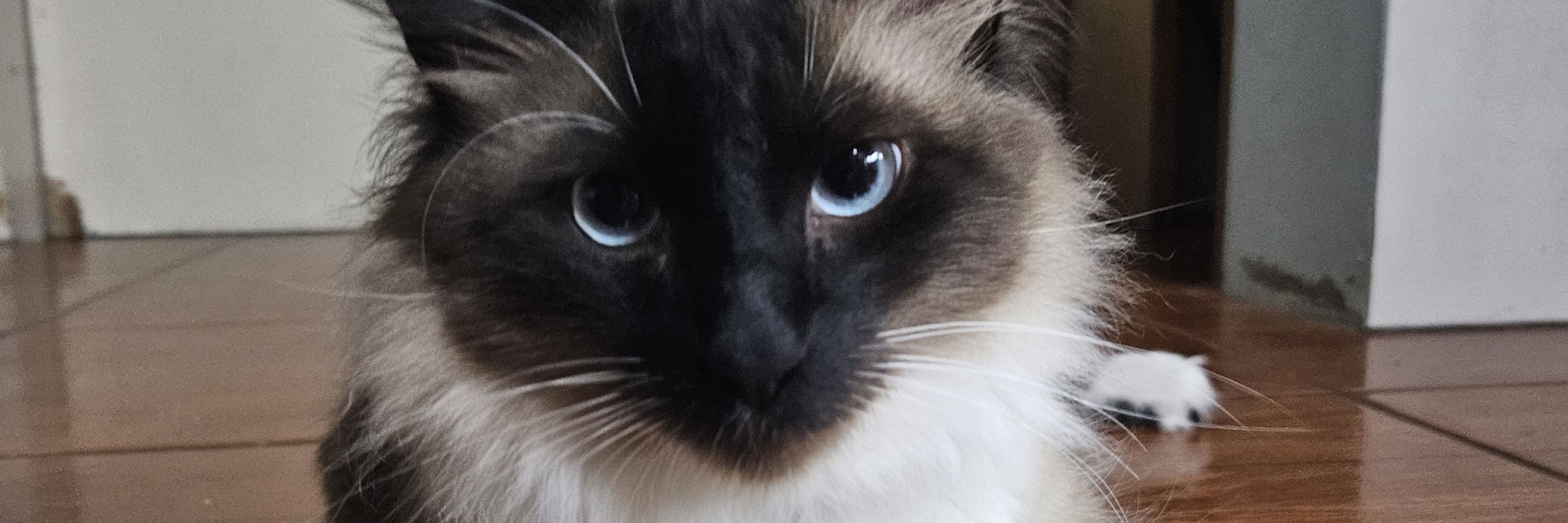 Dougie