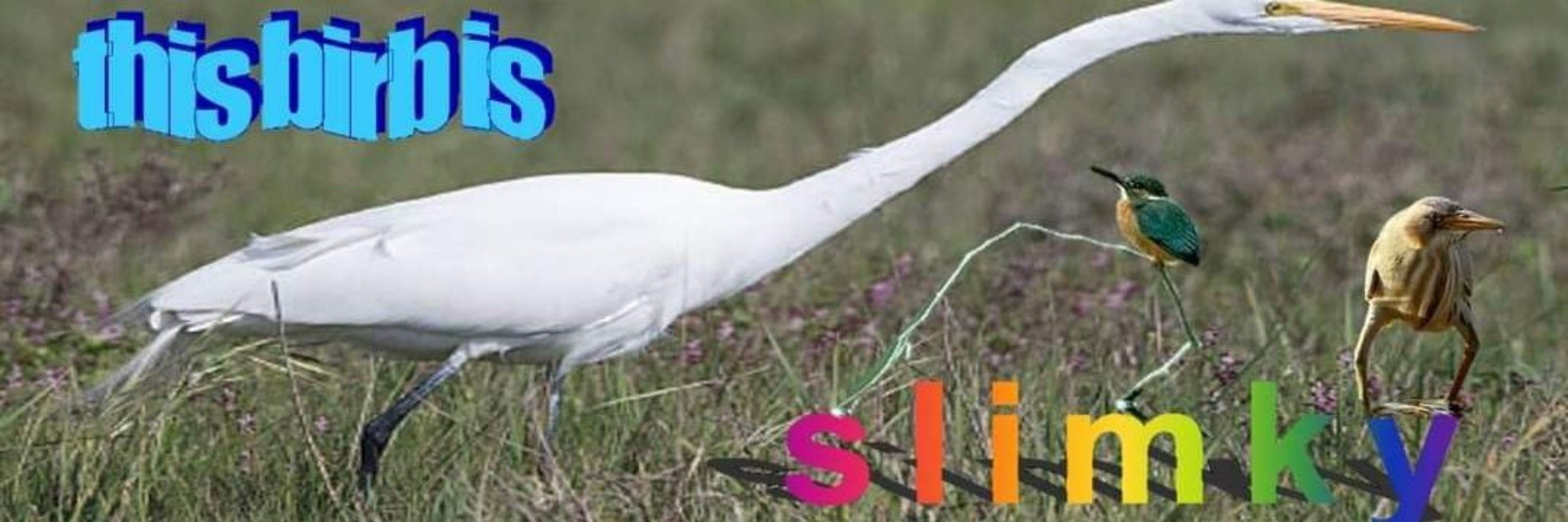 Raz The Egret