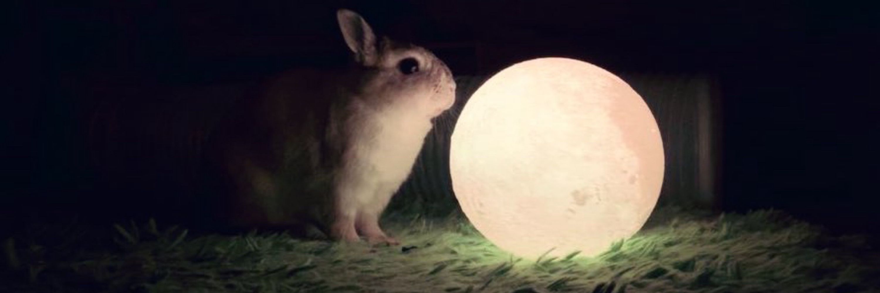 BunBun 🏳️‍🌈🏳️‍⚧️