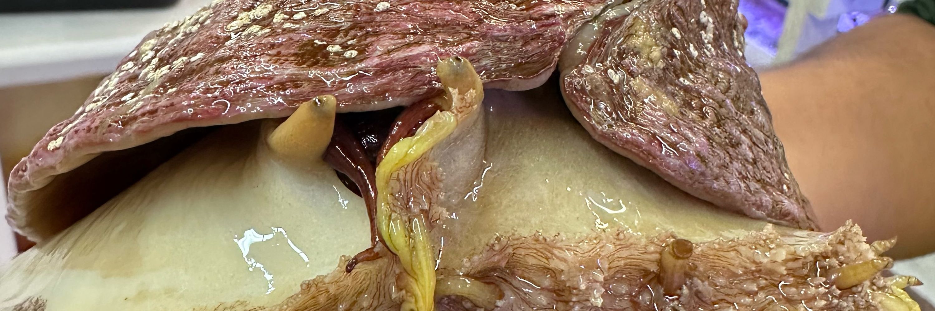 White Abalone