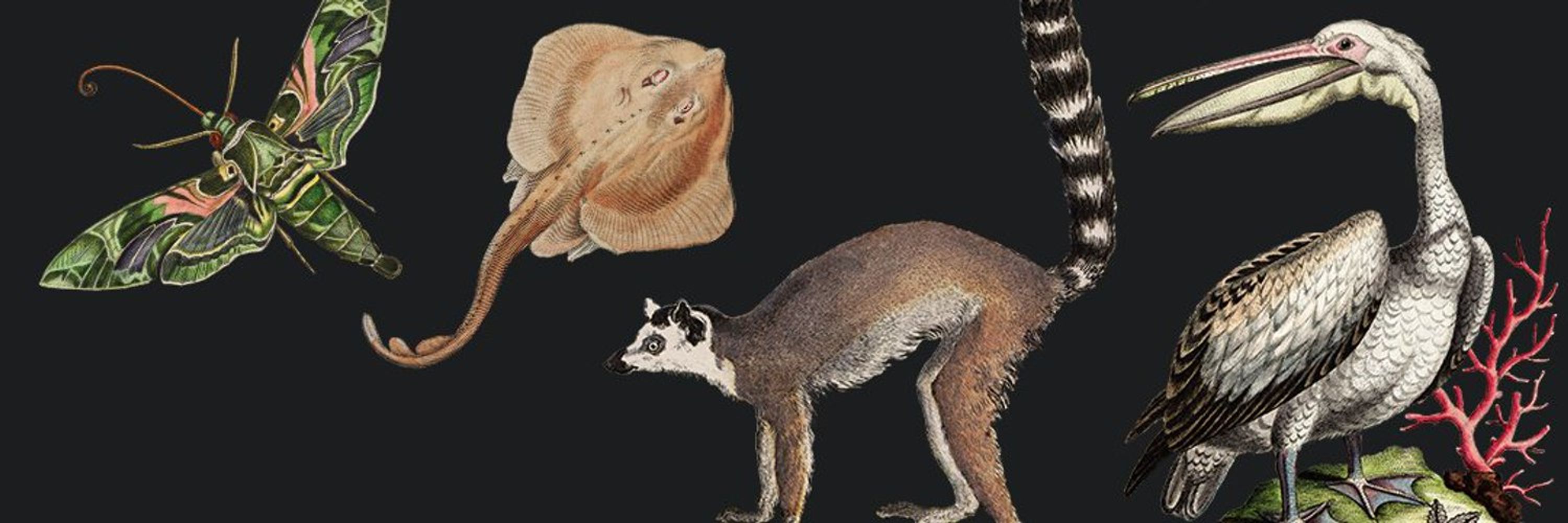Museo Nacional de Ciencias Naturales