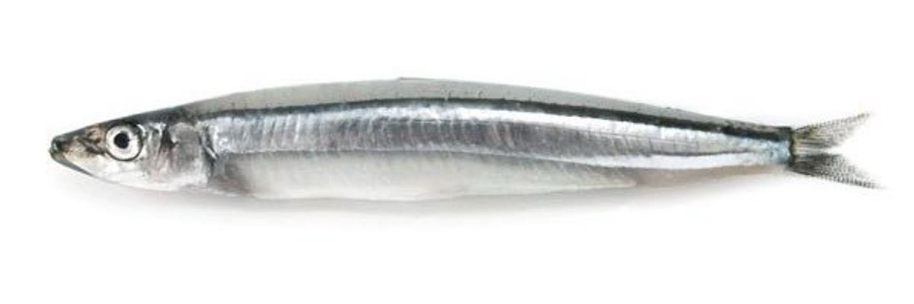 きびなご🐟