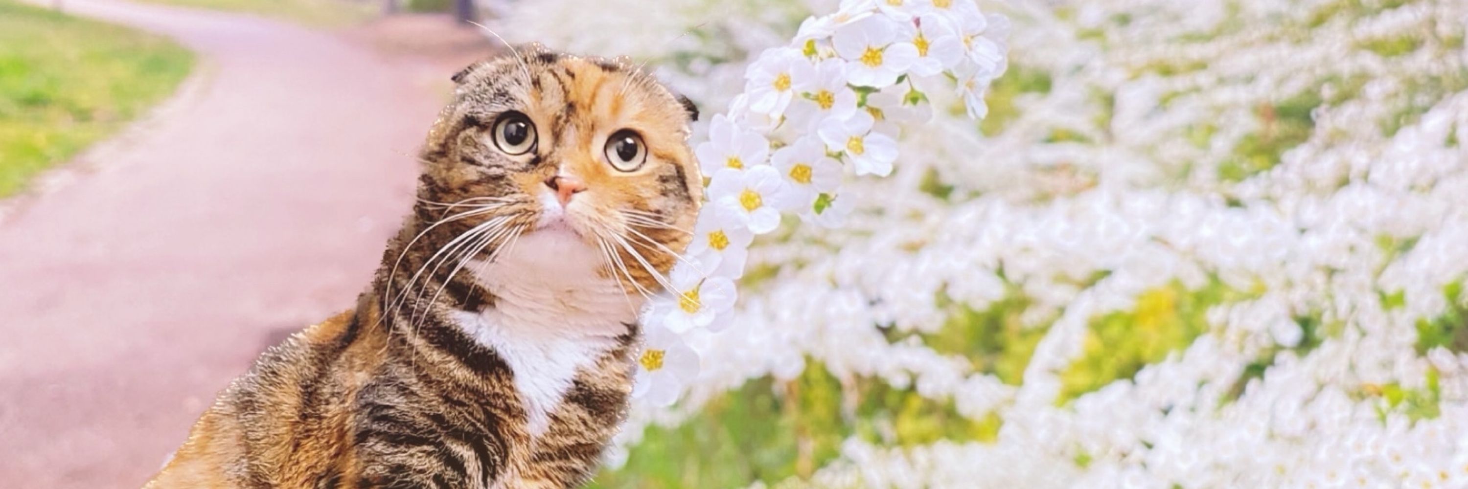 むーこ