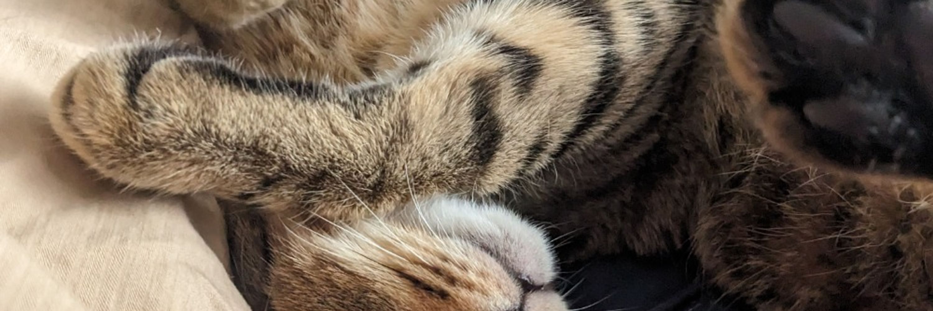 Perri