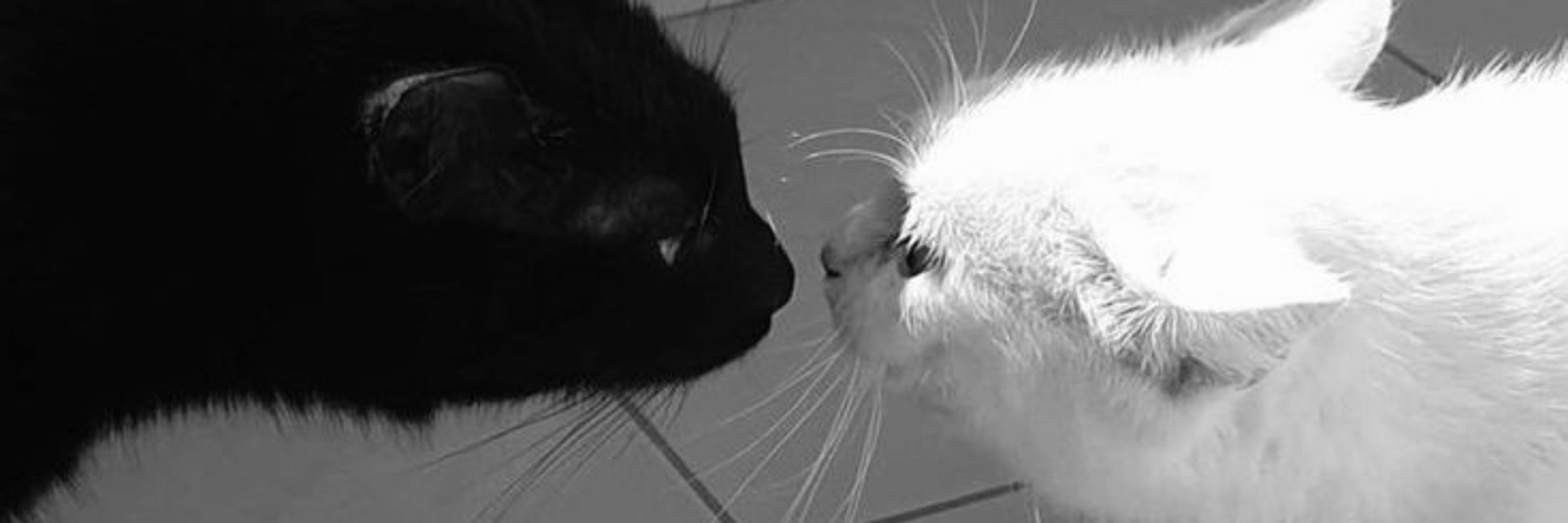 ayli. 🐈‍⬛