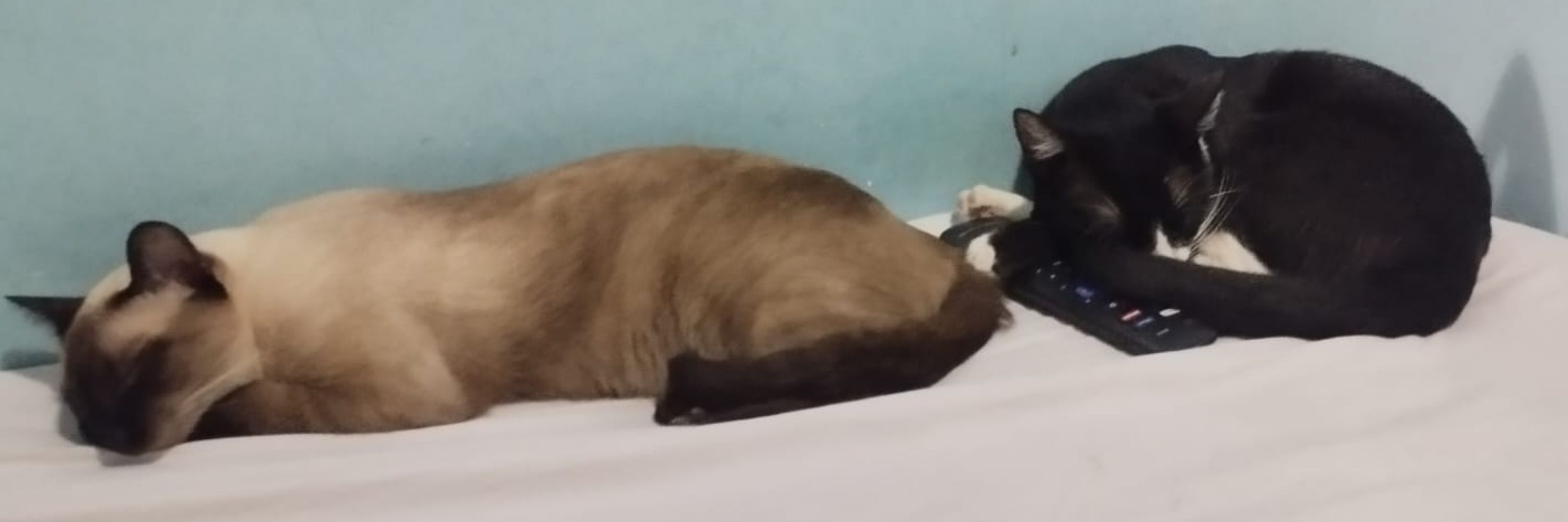 halfmoon😼🌙