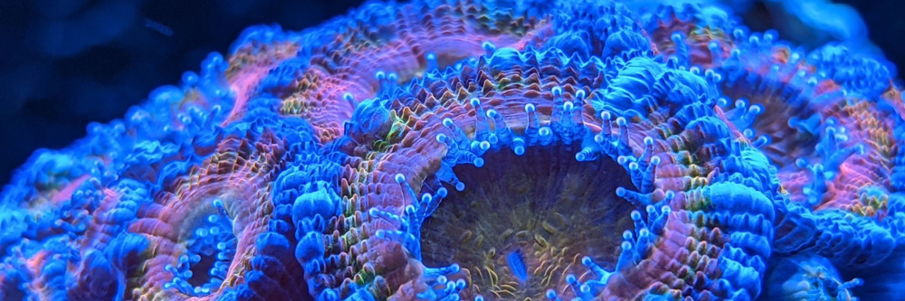 Microenvironmental Ecology and Symbiosis