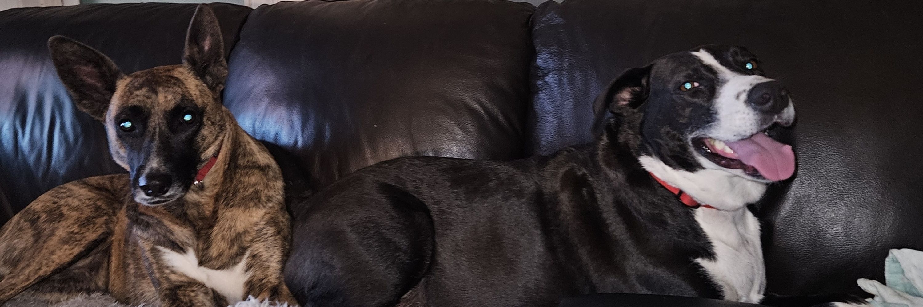 DogDadScott