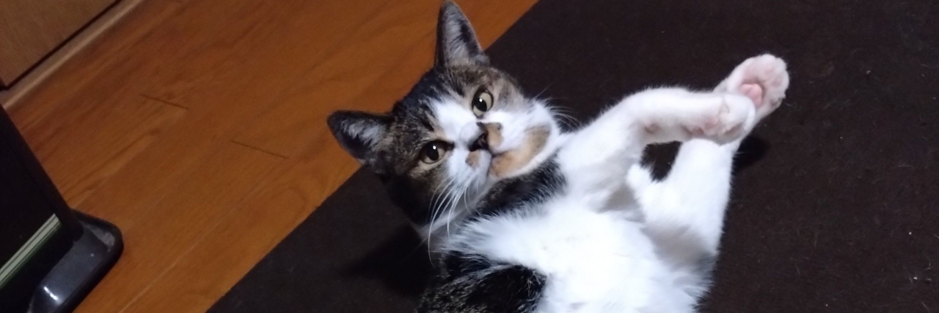 ruru