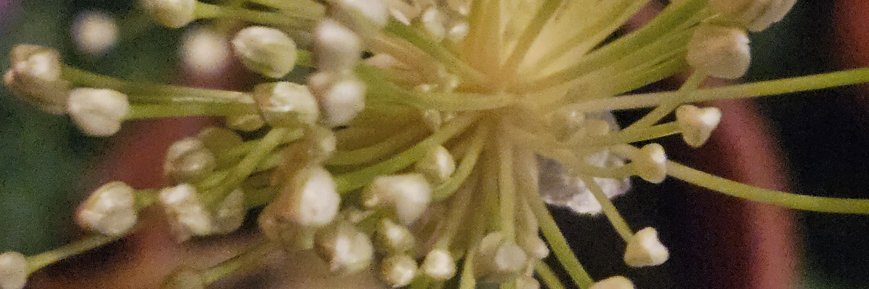 Avocathi