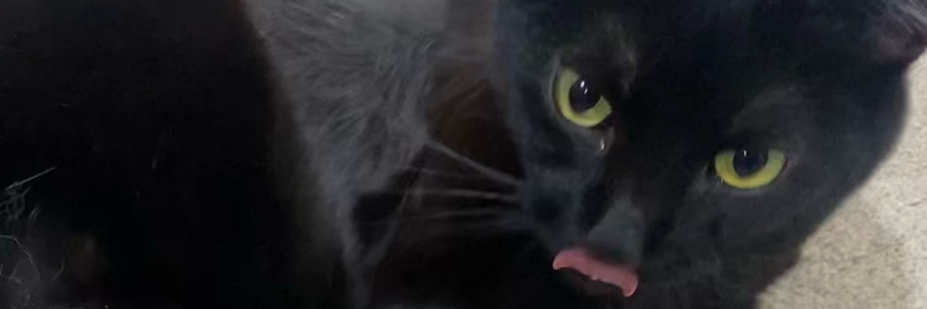 Vergil-Purrrrgil