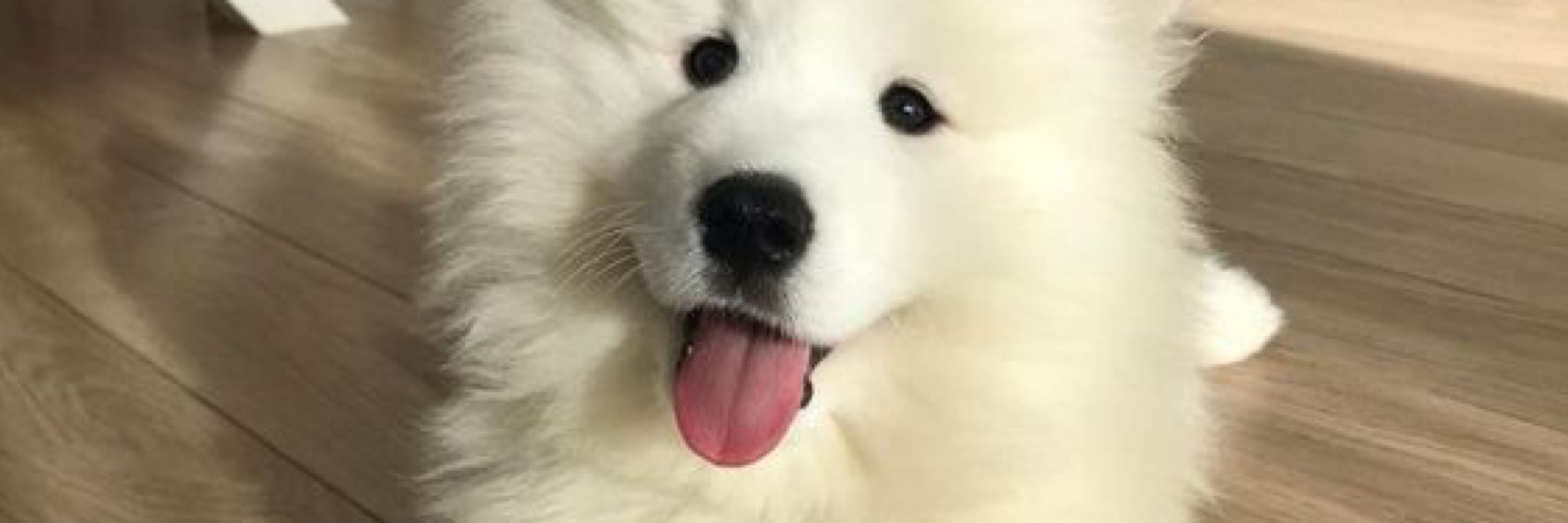 波波