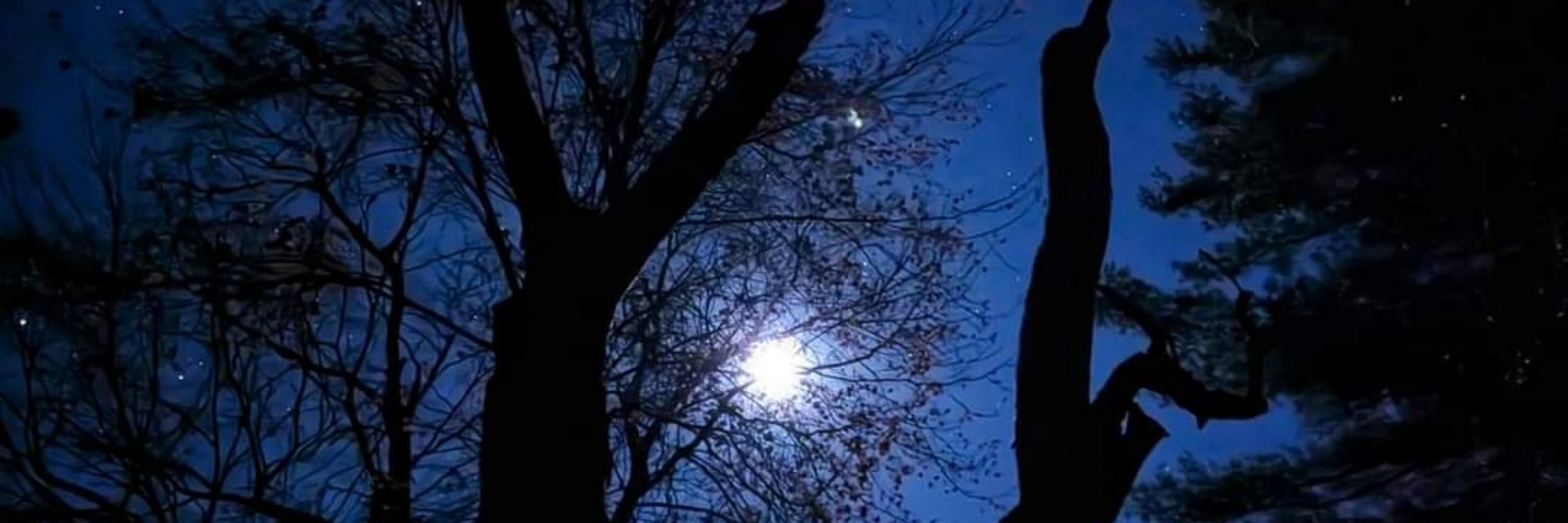 Twilight_Vigdis 