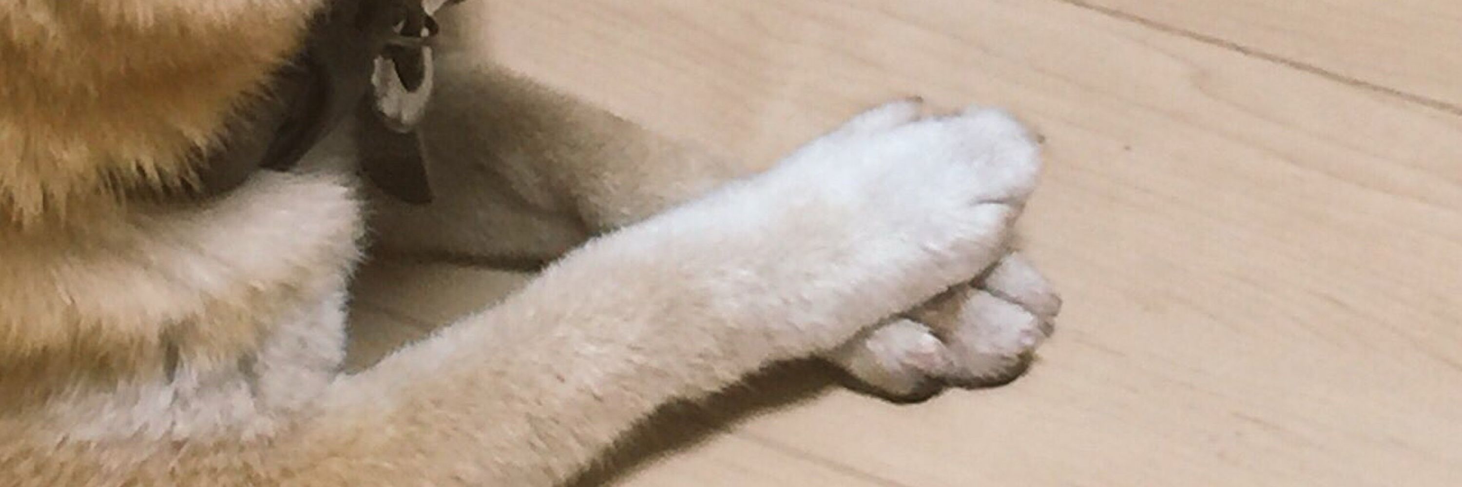 おけいやん