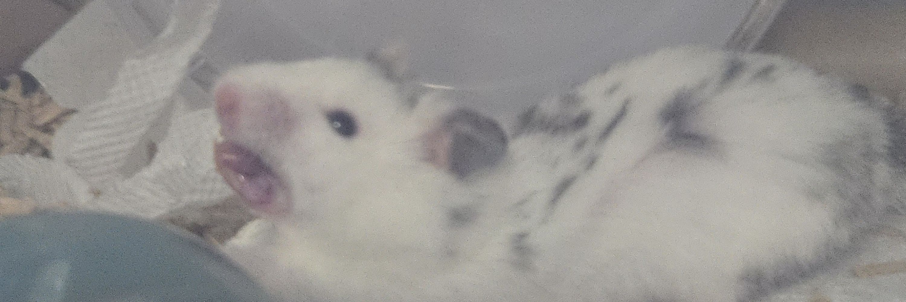 さふぁ