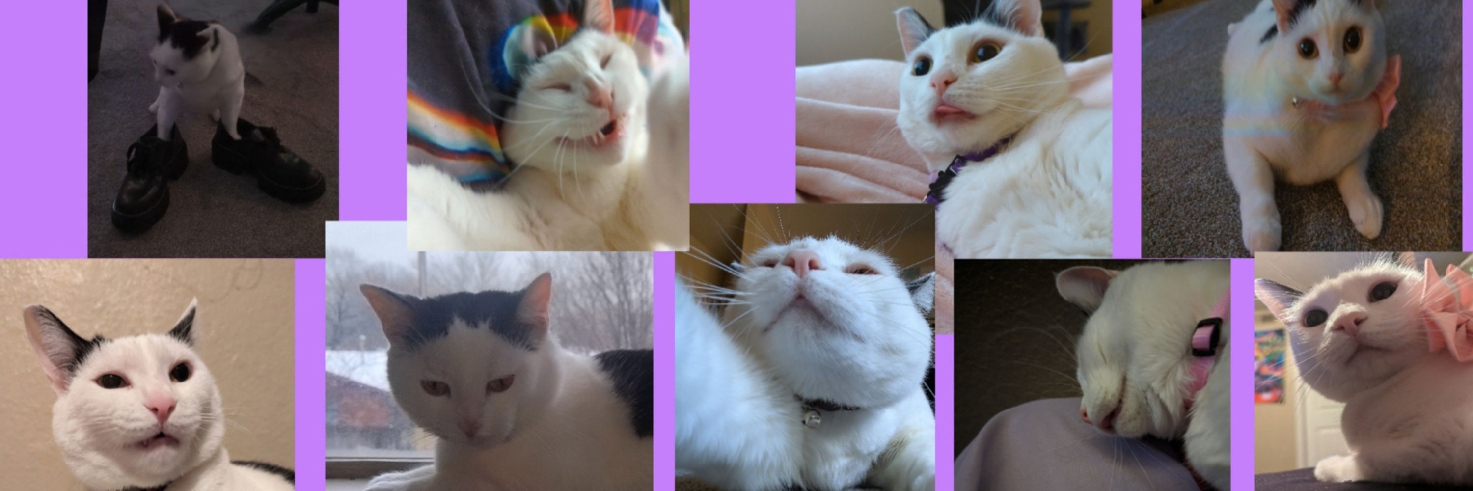CaraDCat💜🖤
